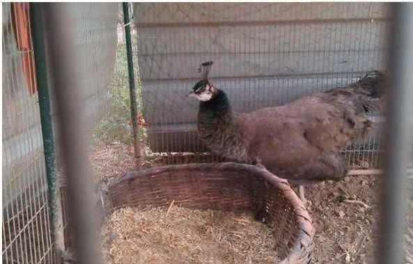 农民见到孔雀蛋!(图4) 农民见到孔雀蛋!(图4)