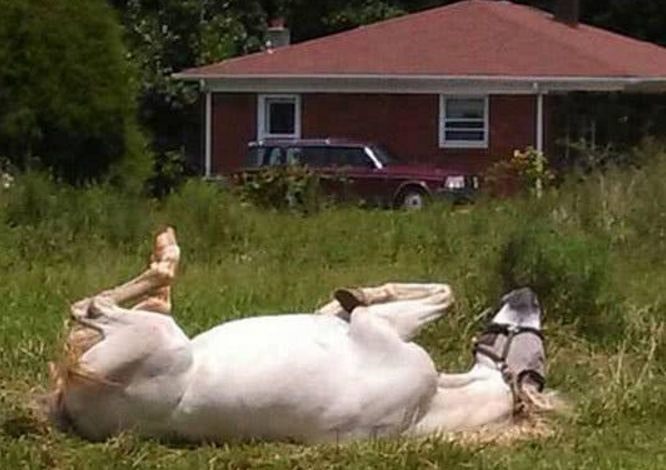 美国一懒马下雪天不进屋 爱躺着睡觉常被误以为已死(图3) 美国一懒马下雪天不进屋 爱躺着睡觉常被误以为已死(图3)