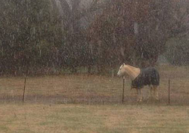 美国一懒马下雪天不进屋 爱躺着睡觉常被误以为已死(图2) 美国一懒马下雪天不进屋 爱躺着睡觉常被误以为已死(图2)