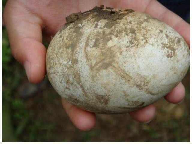 农民见到孔雀蛋!(图1) 农民见到孔雀蛋!(图1)