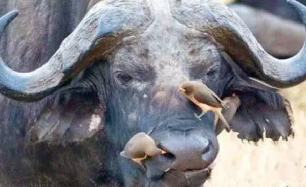 男子野外看到黑鼻上有异样,拍照拿去问村民后,村民解释瞬间明白了(图3) 男子野外看到黑鼻上有异样,拍照拿去问村民后,村民解释瞬间明白了(图3)